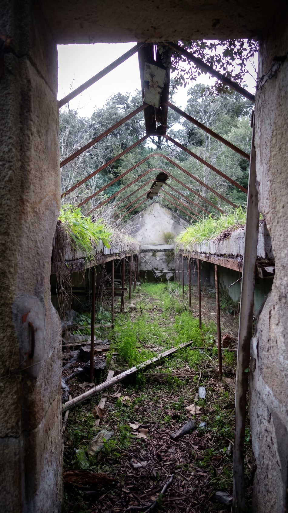 Vue de l'intérieur de la serre, végétation reprenant ses droits sous la charpente métallique